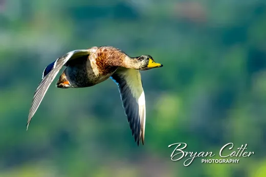 Mallard photographed in Texas by Bryan Cotter