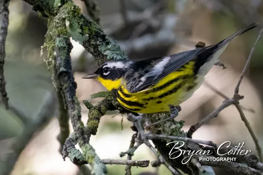 Magnolia Warbler