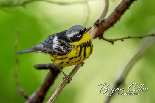 Magnolia Warbler