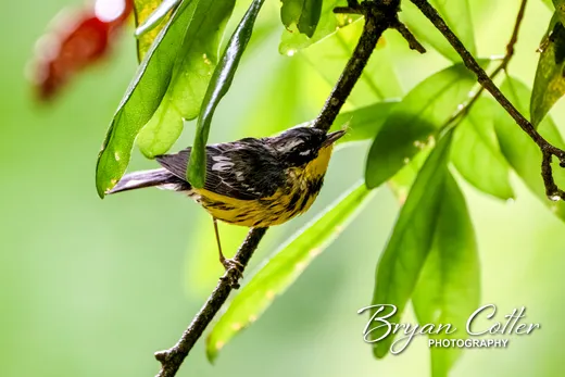 Magnolia Warbler