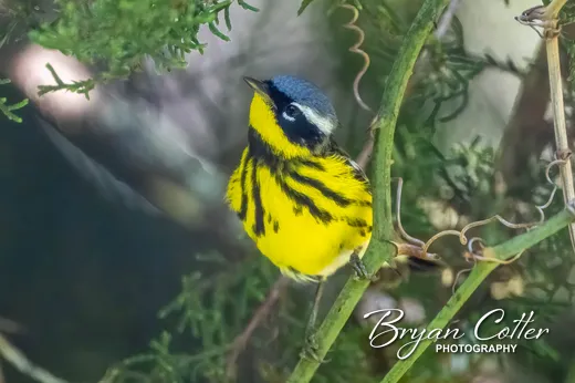 Magnolia Warbler