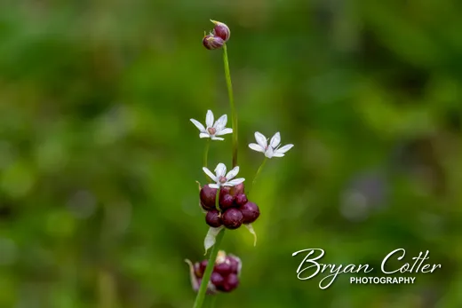 Meadow Garlic