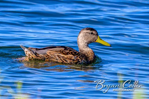 Mexican Duck