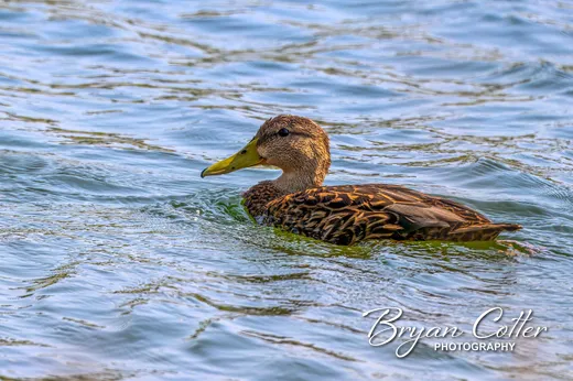 Mexican Duck