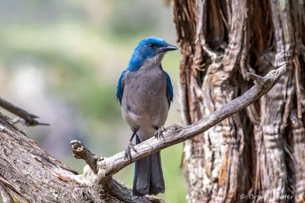 Mexican Jay