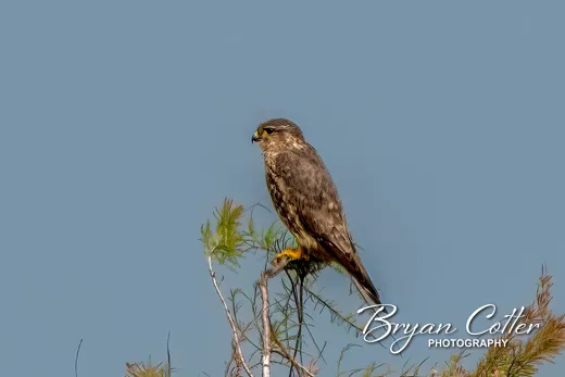 Merlin