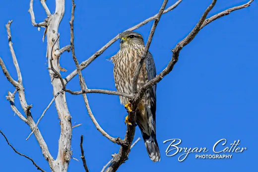 Merlin photographed in Texas by Bryan Cotter