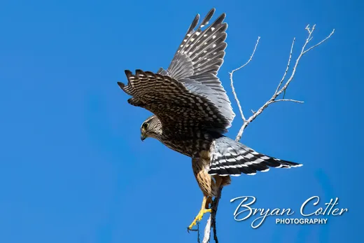 Merlin