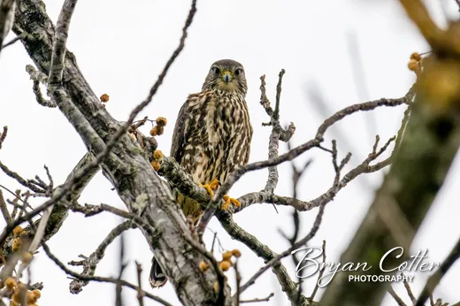 Merlin