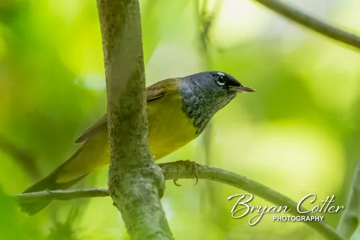 MacGillivray's Warbler