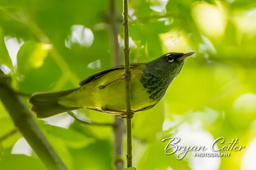 MacGillivray's Warbler