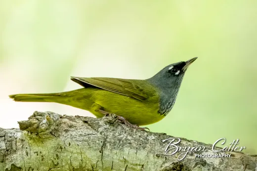 MacGillivray's Warbler