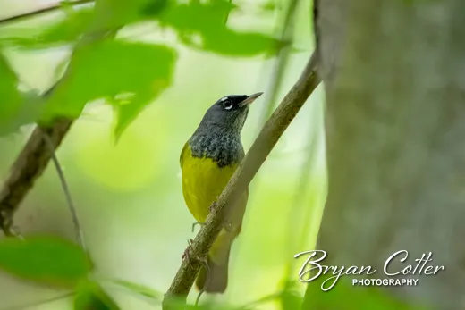 MacGillivray's Warbler