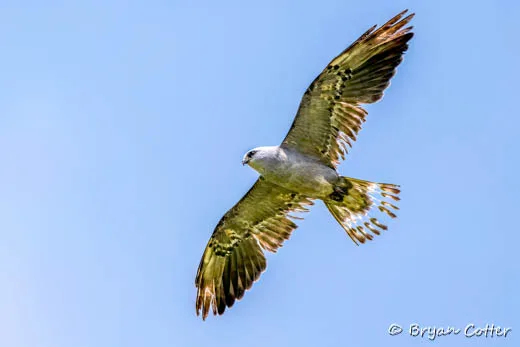 Mississippi Kite