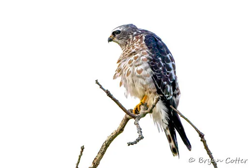 Mississippi Kite
