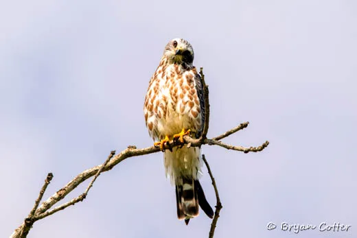 Mississippi Kite