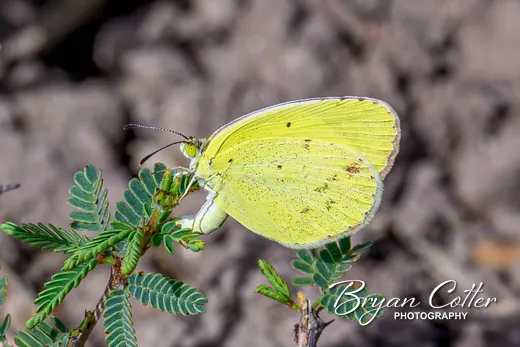 Mimosa Yellow