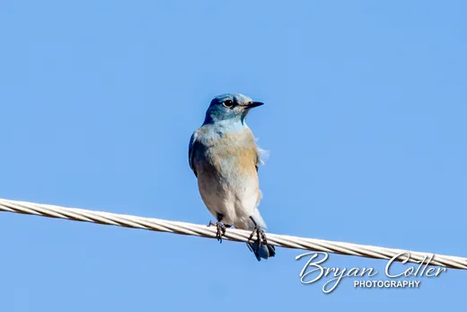 Mountain Bluebird