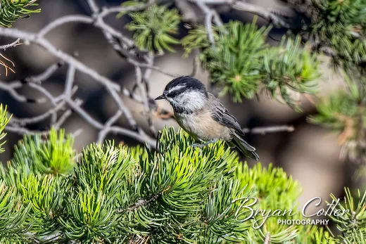 Mountain Chickadee photographed in Texas by Bryan Cotter