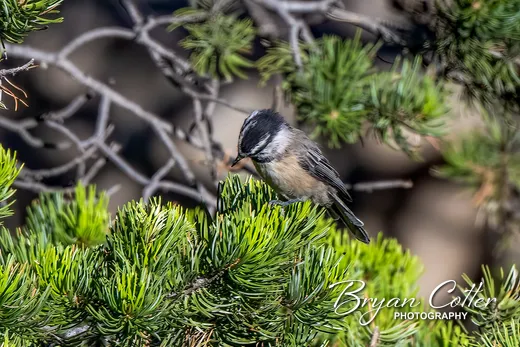 Mountain Chickadee