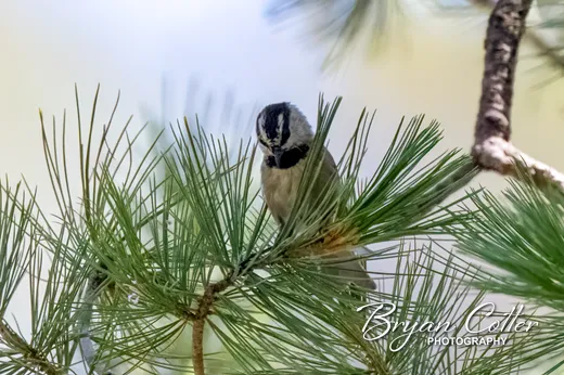 Mountain Chickadee