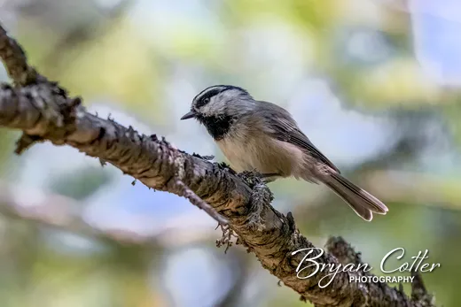 Mountain Chickadee