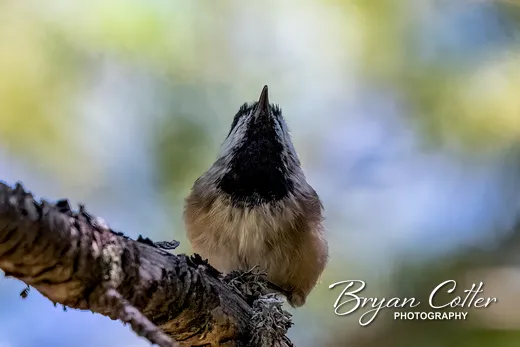 Mountain Chickadee
