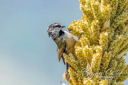Mountain Chickadee