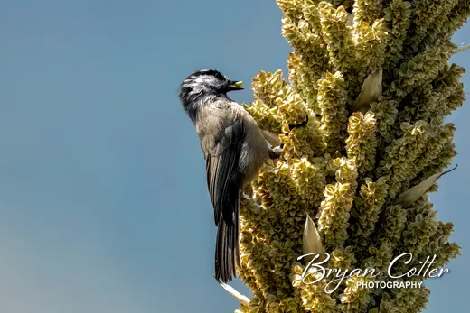 Mountain Chickadee