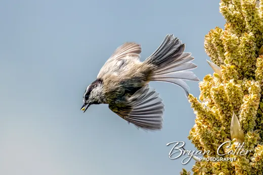 Mountain Chickadee