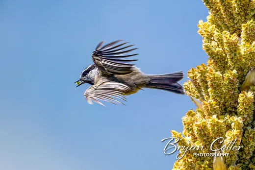 Mountain Chickadee