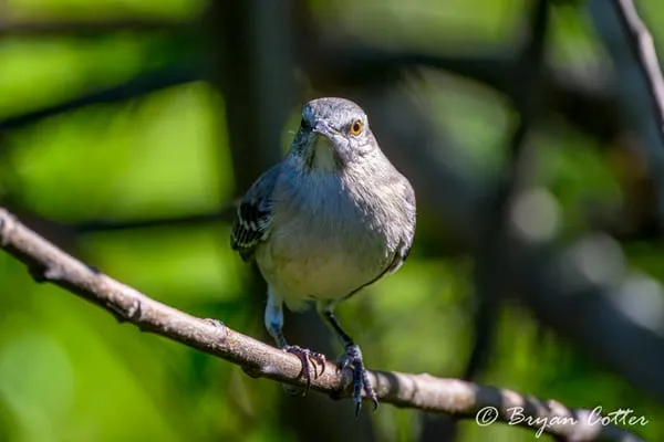 Northern Mockingbird