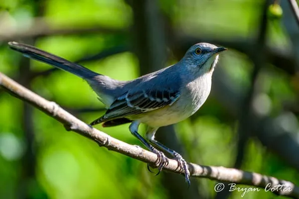 Northern Mockingbird