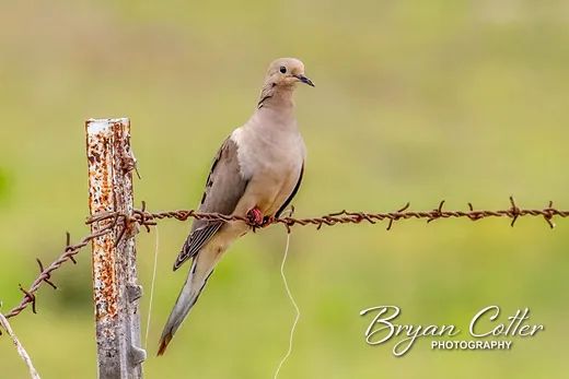 Mourning Dove