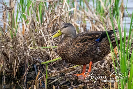 Mottled Duck
