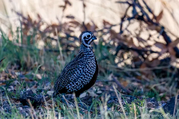 Montezuma Quail - photo by Bryan Cotter