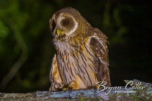 Mottled Owl