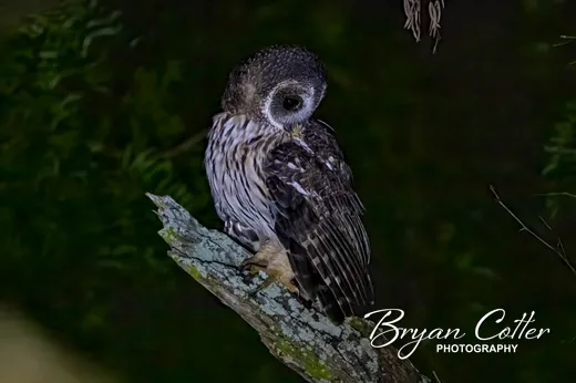 Mottled Owl
