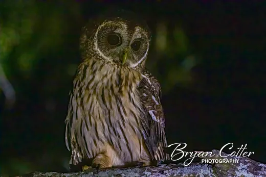 Mottled Owl