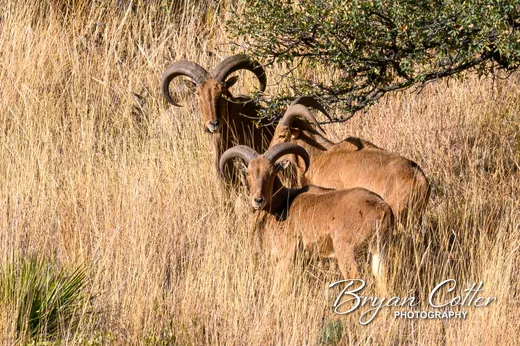Mountain Goats