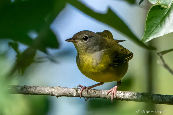 Mourning Warbler