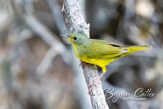 Mourning Warbler