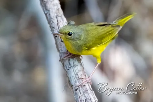 Mourning Warbler