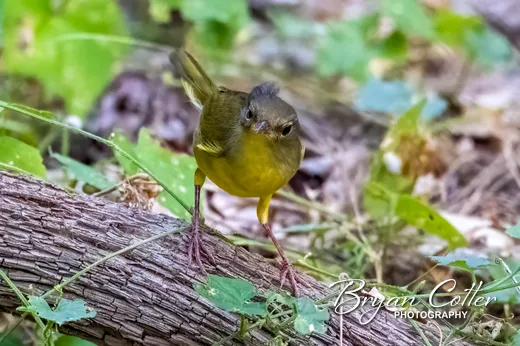 Mourning Warbler