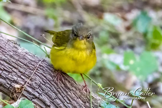 Mourning Warbler