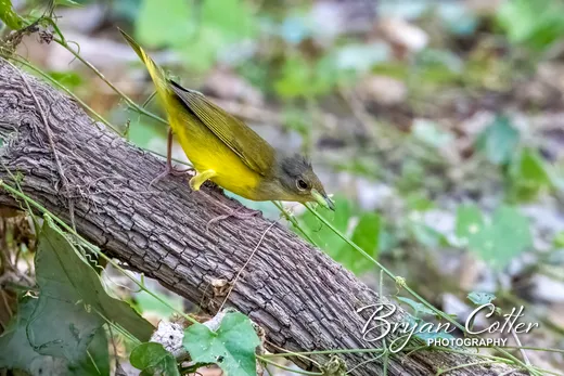 Mourning Warbler