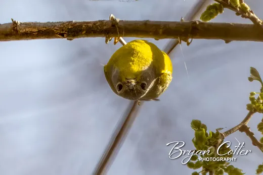 Nashville Warbler