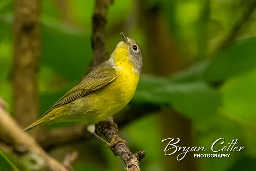 Nashville Warbler