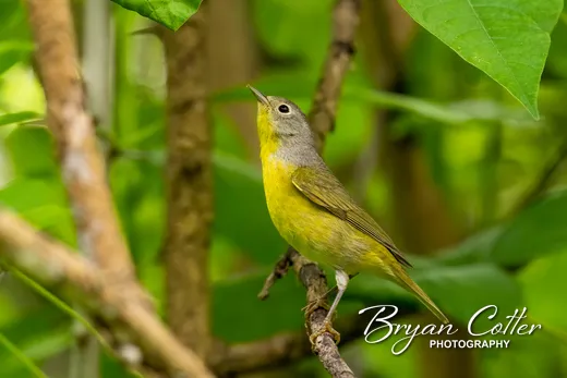 Nashville Warbler