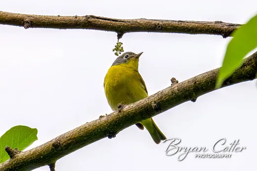 Nashville Warbler